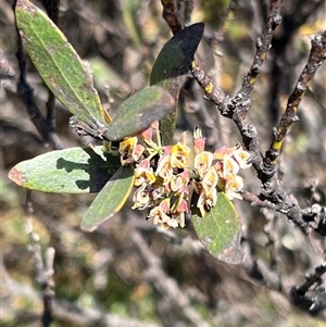 Daviesia mimosoides subsp. acris at Uriarra, NSW - 24 Nov 2024