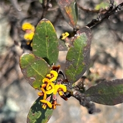 Daviesia mimosoides subsp. acris at Uriarra, NSW - 24 Nov 2024