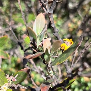 Daviesia mimosoides subsp. acris at Uriarra, NSW - 24 Nov 2024