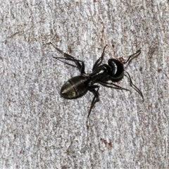 Camponotus aeneopilosus (A Golden-tailed sugar ant) at Nicholls, ACT - 1 Nov 2024 by AlisonMilton