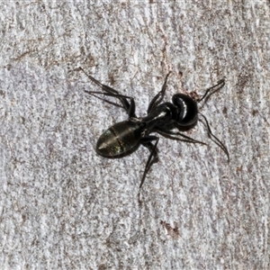 Camponotus aeneopilosus (A Golden-tailed sugar ant) at Nicholls, ACT by AlisonMilton