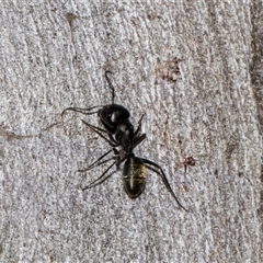 Camponotus aeneopilosus at Nicholls, ACT - 1 Nov 2024 10:01 AM