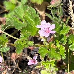 Unidentified Plant at Uriarra, NSW - 24 Nov 2024 by JimL