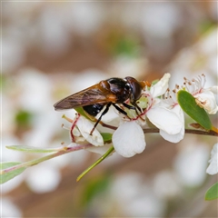 Unidentified Hover fly (Syrphidae) at Uriarra Village, ACT - 22 Nov 2024 by DPRees125