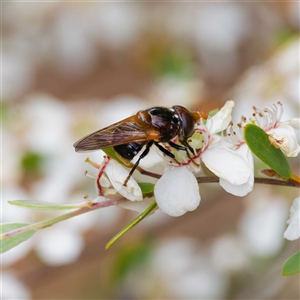 Cyphipelta rufocyanea at Uriarra Village, ACT - 22 Nov 2024