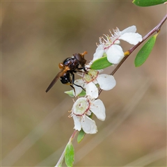 Cyphipelta rufocyanea at Uriarra Village, ACT - 22 Nov 2024