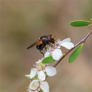 Cyphipelta rufocyanea at Uriarra Village, ACT - 22 Nov 2024