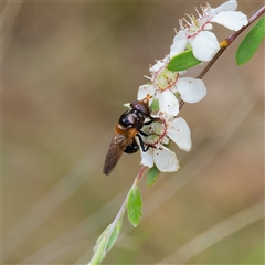 Cyphipelta rufocyanea at Uriarra Village, ACT - 22 Nov 2024