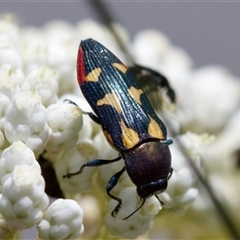 Castiarina sp. Undescribed species 1 (An Undescribed Jewel Beetle) at Bungonia, NSW - 17 Nov 2024 by KorinneM