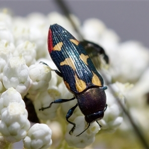 Castiarina sp. Undescribed species 1 at Bungonia, NSW - 17 Nov 2024