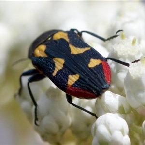 Castiarina sp. Undescribed species 1 at Bungonia, NSW - 17 Nov 2024 12:08 PM