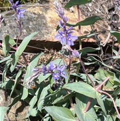 Veronica perfoliata (Digger's Speedwell) at Uriarra, NSW - 24 Nov 2024 by JimL