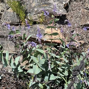 Veronica perfoliata at Uriarra, NSW - 24 Nov 2024