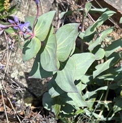 Veronica perfoliata at Uriarra, NSW - 24 Nov 2024 12:02 PM