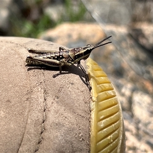 Monistria concinna at Uriarra, NSW - 24 Nov 2024