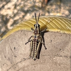 Monistria concinna at Uriarra, NSW - 24 Nov 2024