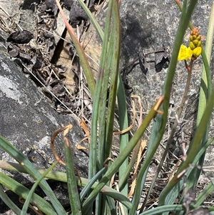 Bulbine glauca (Rock Lily) at Uriarra, NSW by JimL