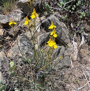 Bulbine glauca at Uriarra, NSW - 24 Nov 2024