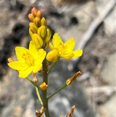 Bulbine glauca at Uriarra, NSW - 24 Nov 2024