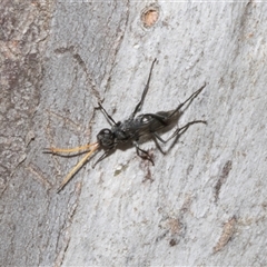 Fabriogenia sp. (genus) at Nicholls, ACT - 31 Oct 2024 by AlisonMilton