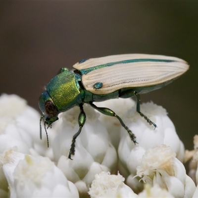 Castiarina sexguttata at Bungonia, NSW - 17 Nov 2024 by KorinneM