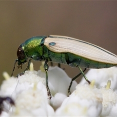 Castiarina sexguttata at Bungonia, NSW - 17 Nov 2024