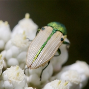 Castiarina sexguttata at Bungonia, NSW - 17 Nov 2024