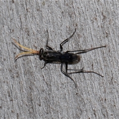 Fabriogenia sp. (genus) at Nicholls, ACT - 31 Oct 2024 by AlisonMilton