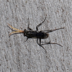 Fabriogenia sp. (genus) (Spider wasp) at Nicholls, ACT by AlisonMilton