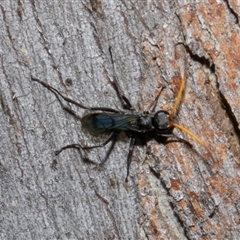 Fabriogenia sp. (genus) at Nicholls, ACT - 1 Nov 2024 10:40 AM