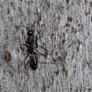 Camponotus aeneopilosus (A Golden-tailed sugar ant) at Nicholls, ACT by AlisonMilton