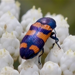 Castiarina kershawi (A jewel beetle) at Bungonia, NSW - 17 Nov 2024 by KorinneM