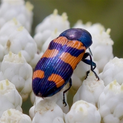 Castiarina kershawi (A jewel beetle) at Bungonia, NSW - 17 Nov 2024 by KorinneM