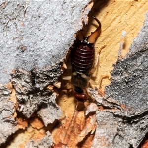 Unidentified Earwig (Dermaptera) at Nicholls, ACT by AlisonMilton