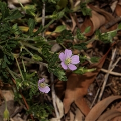 Erodium crinitum at Nicholls, ACT - 1 Nov 2024 by AlisonMilton