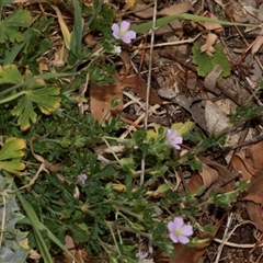 Geranium sp. at Nicholls, ACT - 1 Nov 2024 11:07 AM