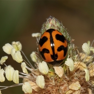 Coccinella transversalis at Nicholls, ACT - 1 Nov 2024 11:24 AM