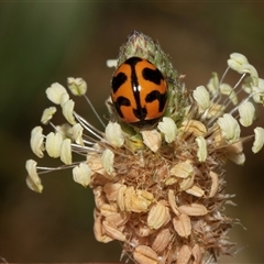 Coccinella transversalis at Nicholls, ACT - 1 Nov 2024 11:24 AM