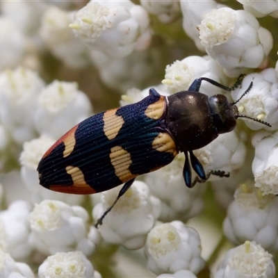 Castiarina interstitialis (A jewel beetle) at Bungonia, NSW - 17 Nov 2024 by KorinneM