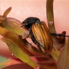 Phyllotocus rufipennis (Nectar scarab) at Nicholls, ACT - 1 Nov 2024 by AlisonMilton