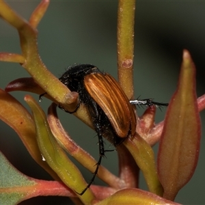 Phyllotocus rufipennis at Nicholls, ACT - 1 Nov 2024