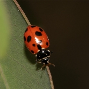 Hippodamia variegata at Nicholls, ACT - 1 Nov 2024