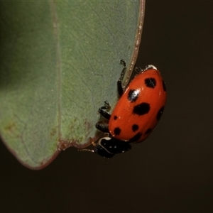 Hippodamia variegata at Nicholls, ACT - 1 Nov 2024 11:19 AM