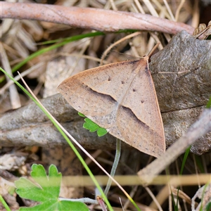 Epidesmia hypenaria at Cotter River, ACT - 22 Nov 2024