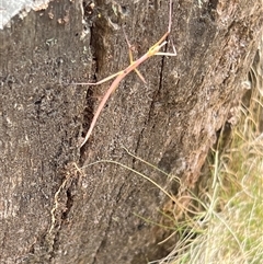 Unidentified Stick insect (Phasmatodea) at Uriarra, NSW - 24 Nov 2024 by JimL