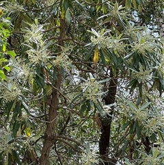 Bedfordia arborescens (Blanket Bush) at Uriarra, NSW - 24 Nov 2024 by JimL
