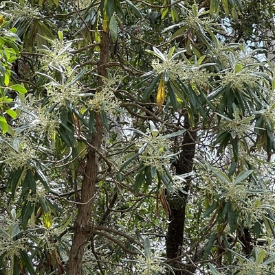 Unidentified Plant at Uriarra, NSW - 23 Nov 2024 by JimL