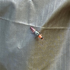 Bedfordia arborescens at Uriarra, NSW - 24 Nov 2024 08:45 AM