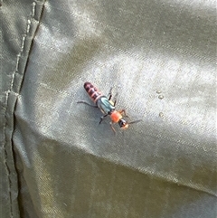Bedfordia arborescens at Uriarra, NSW - 24 Nov 2024 08:45 AM