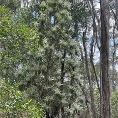 Bedfordia arborescens at Uriarra, NSW - 24 Nov 2024 08:45 AM